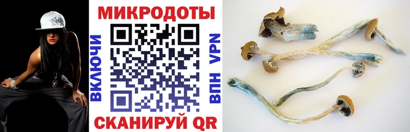 Галлюциногенные грибы Psilocybine cubensis  Жиздра 